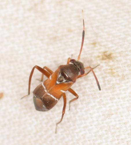 Pilophorus cinnamopterus